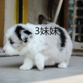 钱宝宝