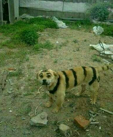 日照大众论坛