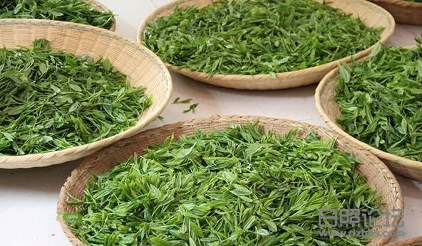 日照绿茶
