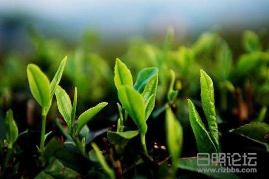 日照绿茶