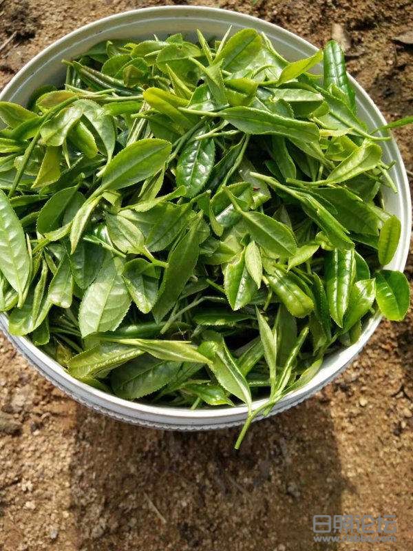 日照绿茶价格