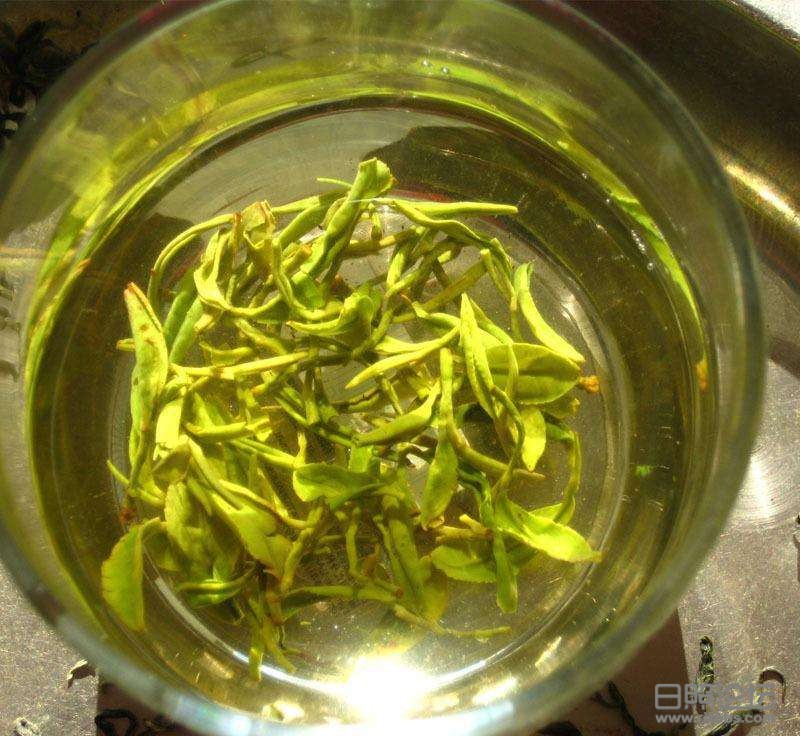 日照绿茶