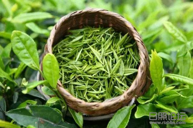 日照绿茶