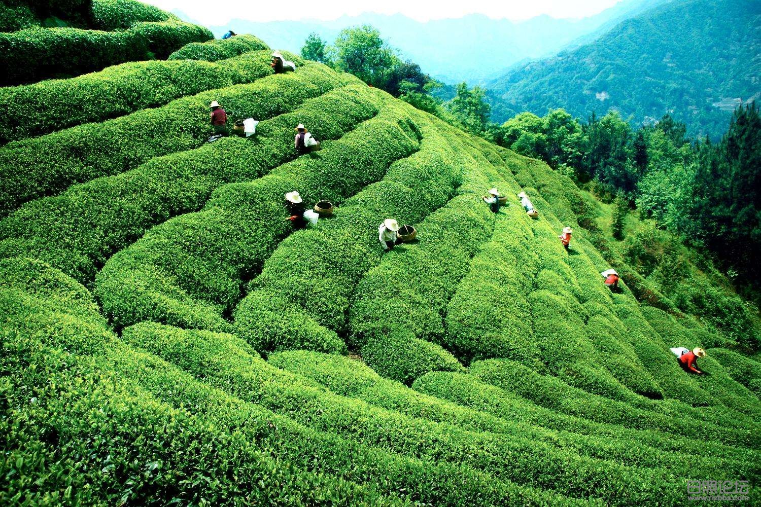 日照绿茶价格