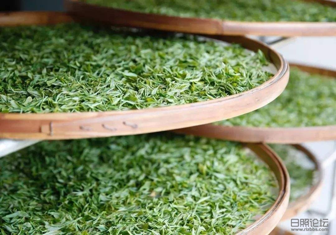 山东日照绿茶