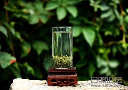 日照绿茶简介