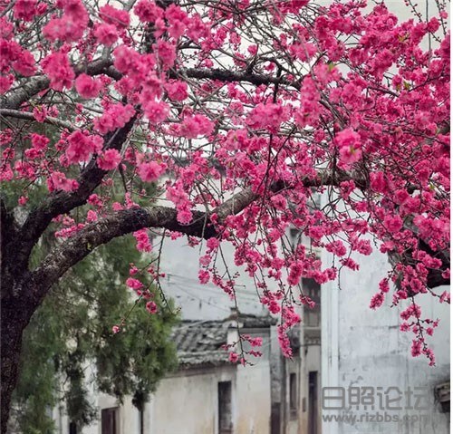 樱花.jpg